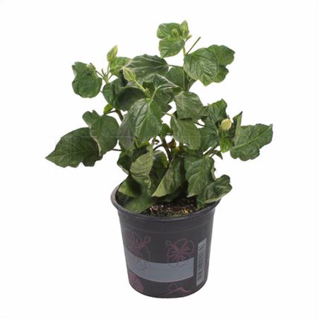 Гибискус розовый