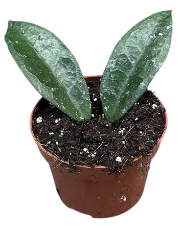 Hoya Aff Vitellina