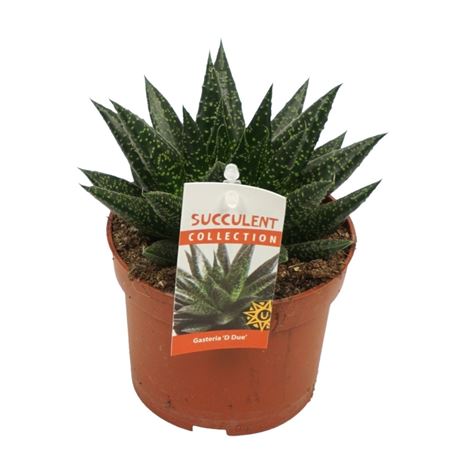 Gasteria D'due