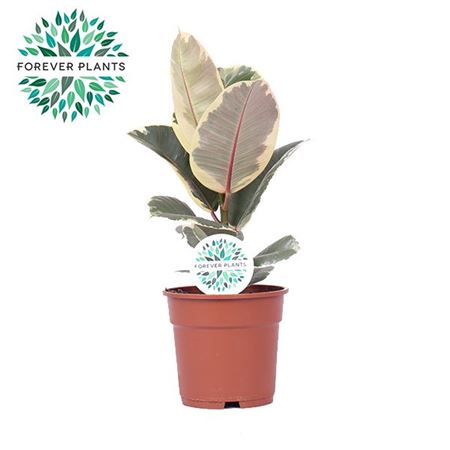 Ficus El Tineke