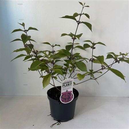 Callicarpa Bodinieri Profusion
