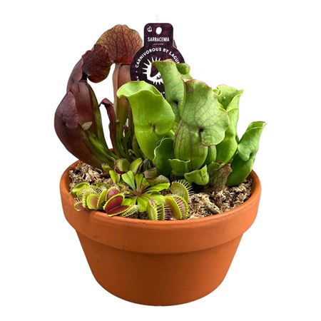 Carnivorous Plant Mix In Terracotta