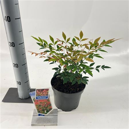 Nandina Domestica Gulfstream