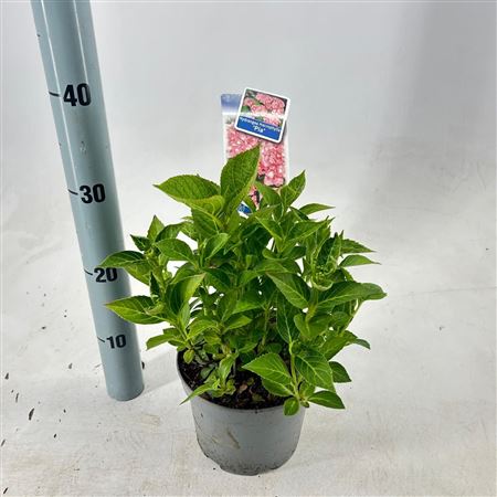 Hydrangea Ma Pia