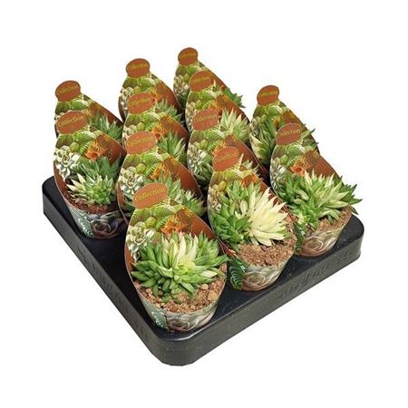 Haworthia Marumiana Variegata Potcover