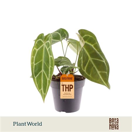 Anthurium Chrystalinnum