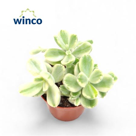 Cotyledon Ladysmithiensis Variegata