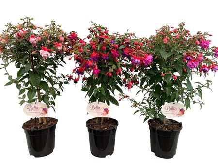 Fuchsia On Stem Grande Xxl Mix