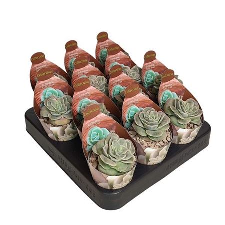 Echeveria Lovely Rose Potcover