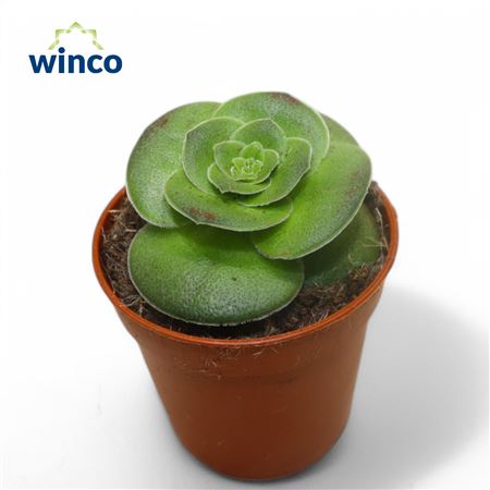 Крассула Капителла Туррита