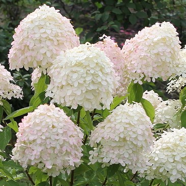 Гортензия метельчатая Селекшн в тубе