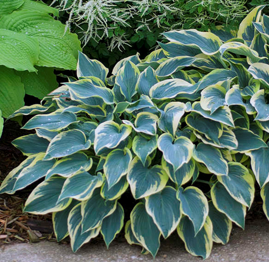 Хоста Ферст Фрост