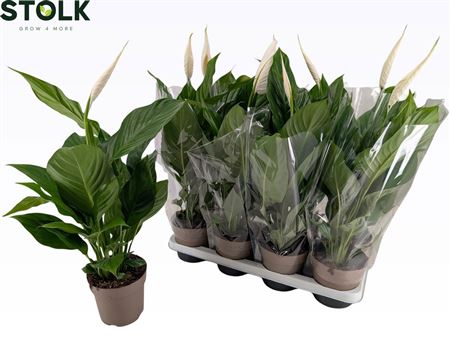 Spathiphyllum Sweet Silvio 1+