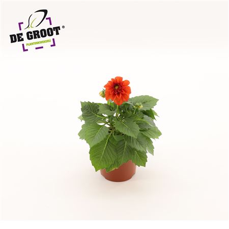 Dahlia Red