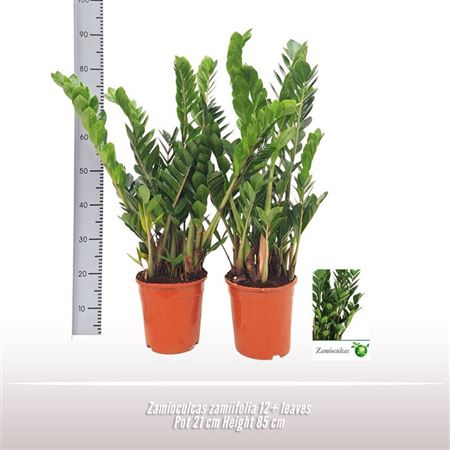 Zamioculcas Zamiifolia 7+