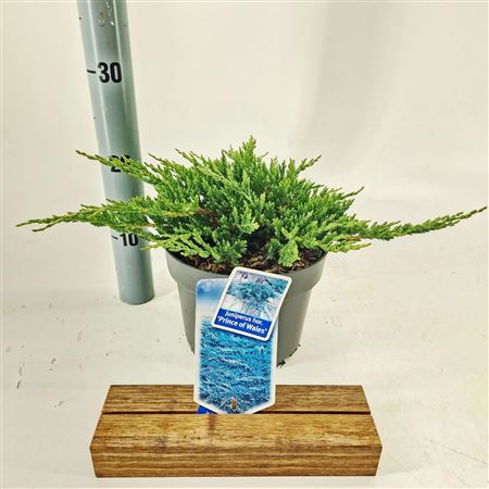 Juniperus Hor Prince Of Wales