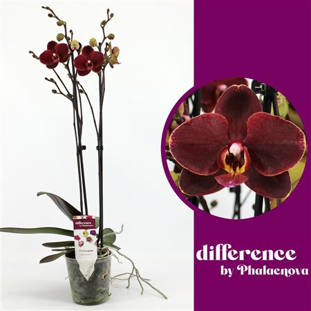 Phal 2st Ola 14+ (phalaenova)