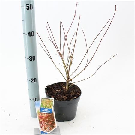Acer Palmatum
