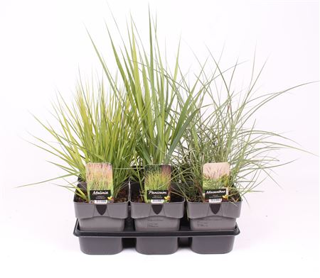 Grass Mix