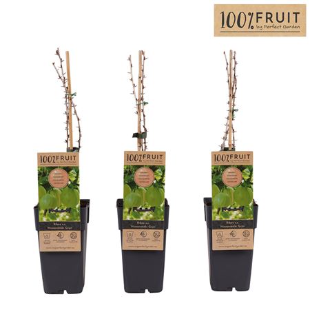 Ribes Uva-crispa Hinnonmäki Grön