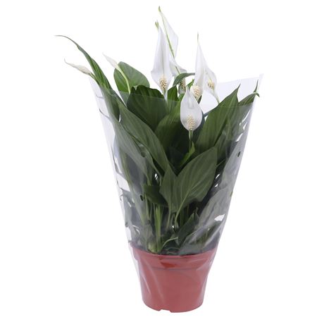 Spath Pearl Cupido 6+ Blanco Sleeve