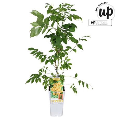 Campsis Summer Jazz Gold Trumpet