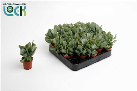 Crassula Arborensis Cristaat