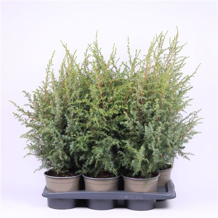 Juniperus Comm Hibernica