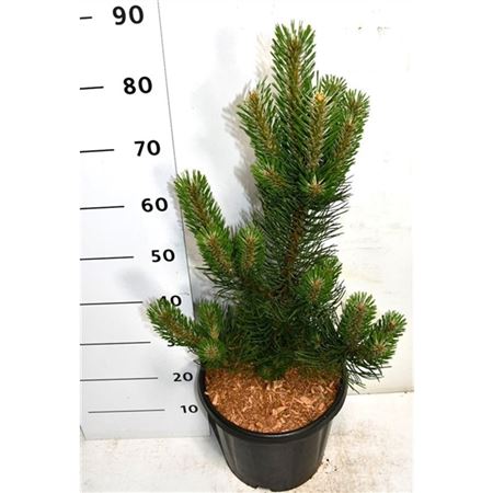 Pinus Nigra Oregon Green