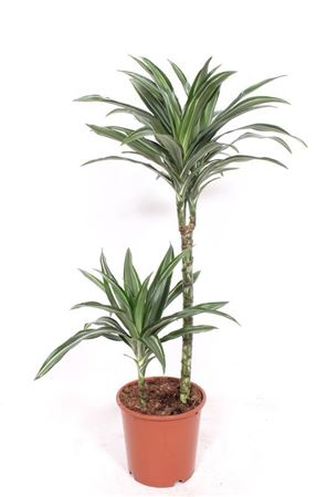 Dracaena Ulises 45-15