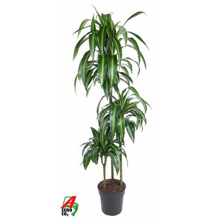 Drac Hawaiiana 90-60-30