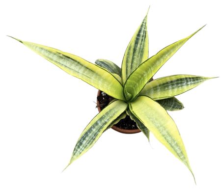 Sansevieria Gabriella Aurea