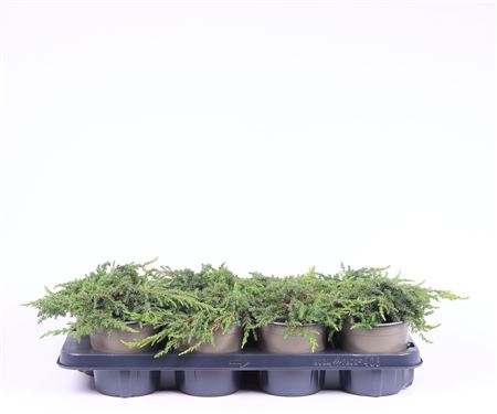 Juniperus Communis Green Carpet