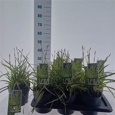Carex Morrowii Goldband