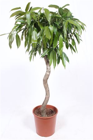 Ficus Bin Amstel King Spiral