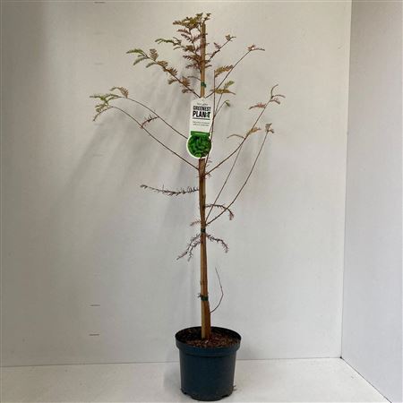 Taxodium Distichum