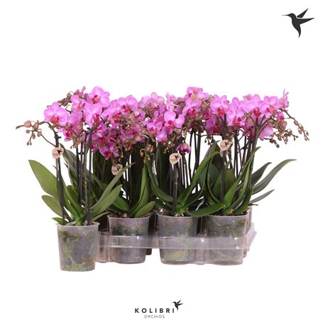 Phal 2st Violet 22+ (ok Plant)