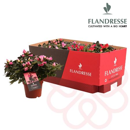 Azalea Flandresse Exotic Fire