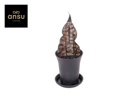 Sansevieria Star Canyon Granite In Sierpot