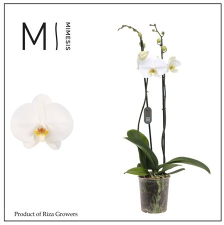 Phal 2st White Bigflower (mimesis)