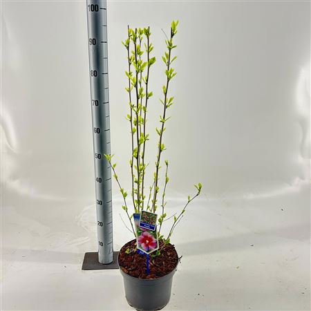 Hibiscus Syr Flower Tower Purple