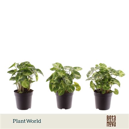 Syngonium Pixie (decorum)