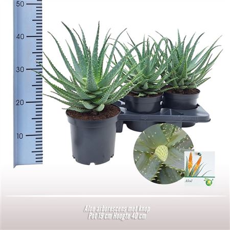 Aloe Arborescens