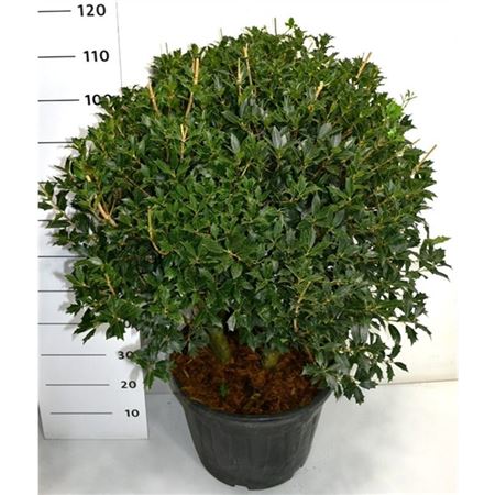 Osmanthus Heterophyllus