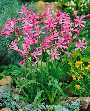 Нерине розовая