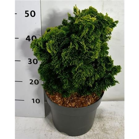Chamaecyparis Obt Aurora