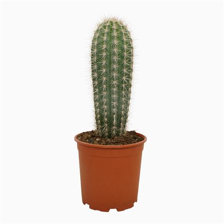 Pachycereus Pringlei