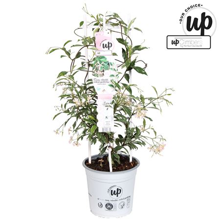 Trachelospermum Jasminoides Star Of Milano