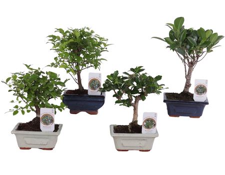 Bonsai Mix Pot In Ceramic