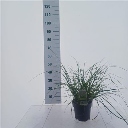 Pennisetum Alopecuroides